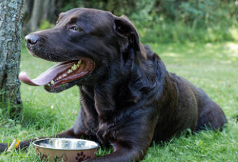 Basic nutrition of our best friend, the dog: hydration in dogs