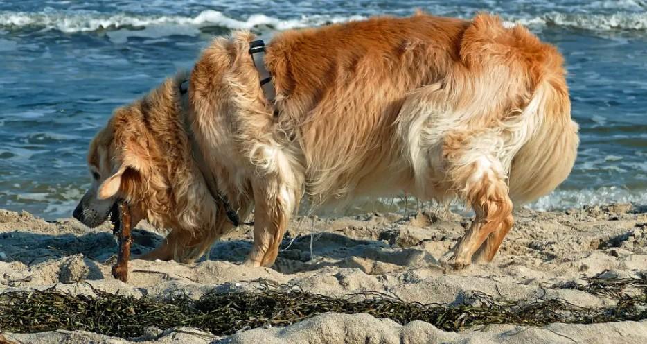 Seaweed for dogs