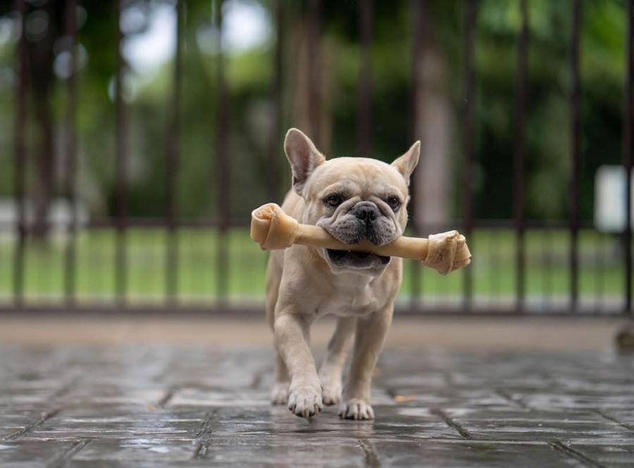 Benefits of meat treats and snacks for dogs