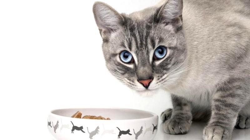 How to give your cat Wet and Dry Pet Food: The perfect combination is Mixed Feeding