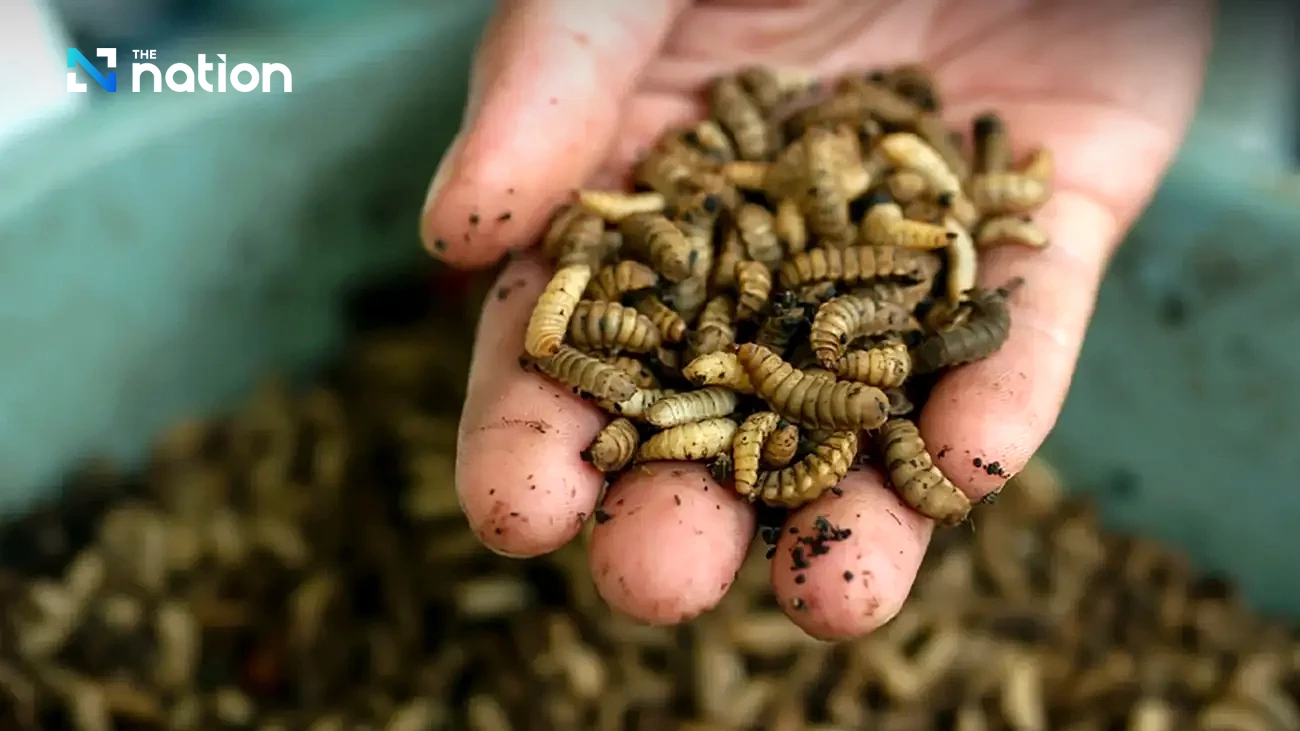 Common black fly larvae added to list of alternative protein source in animal feed