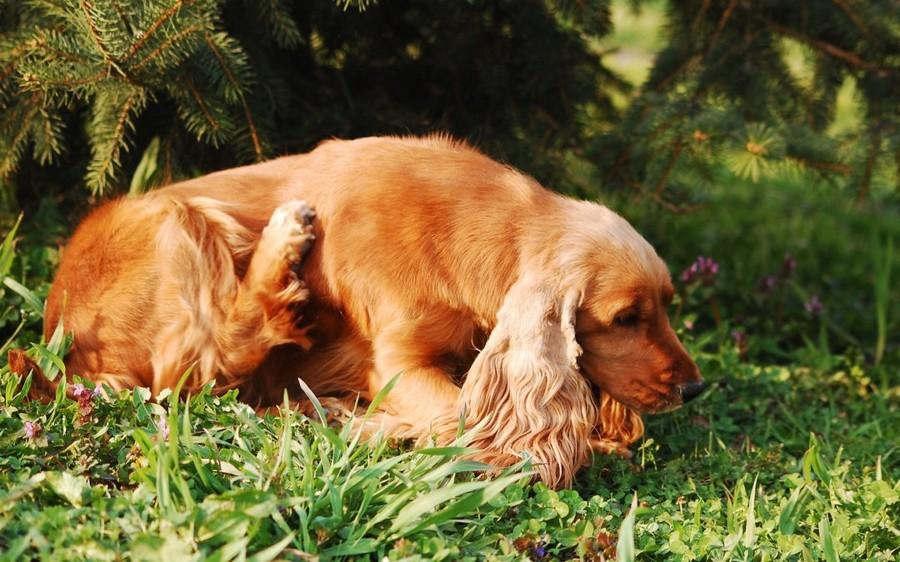 Performance Trace Minerals Help Manage Canine Atopic Dermatitis in Dogs